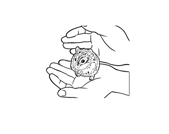 Coloring pages Hamster. 115 black and white images - the largest collection. You can print or download it for free from us.