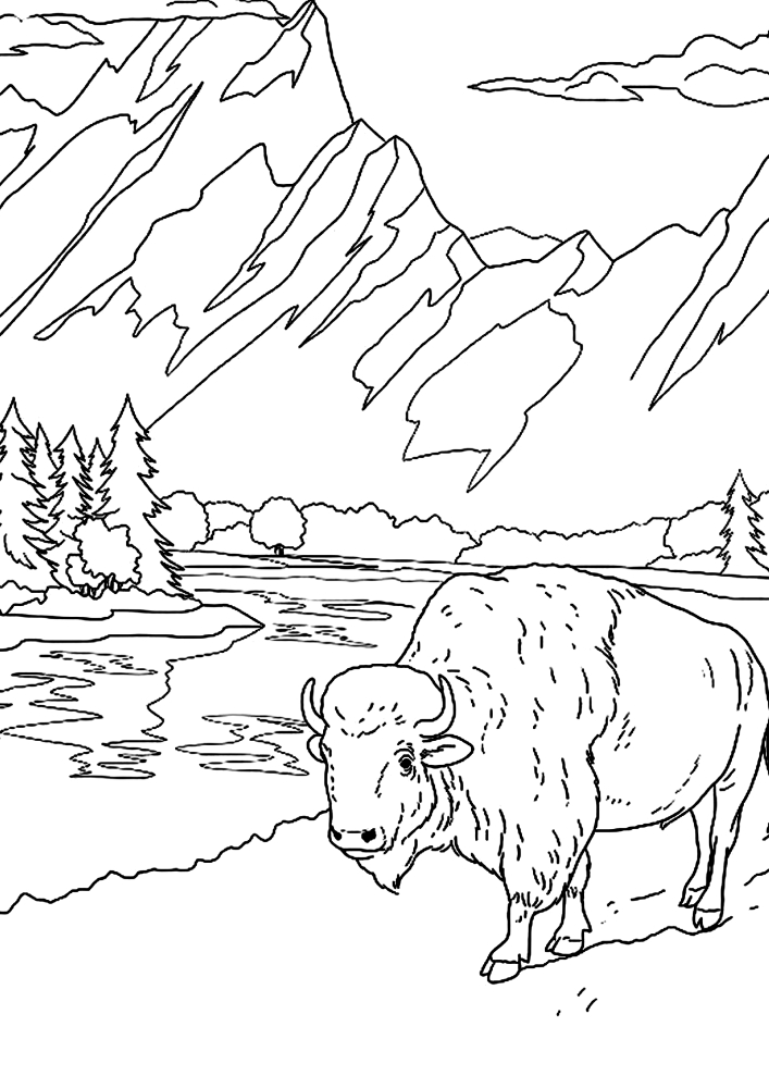 64 Realistic Animal Coloring Pages For Adults Best
