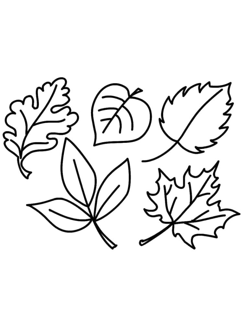 Ausmalbilder Blätter - Ausdrucken