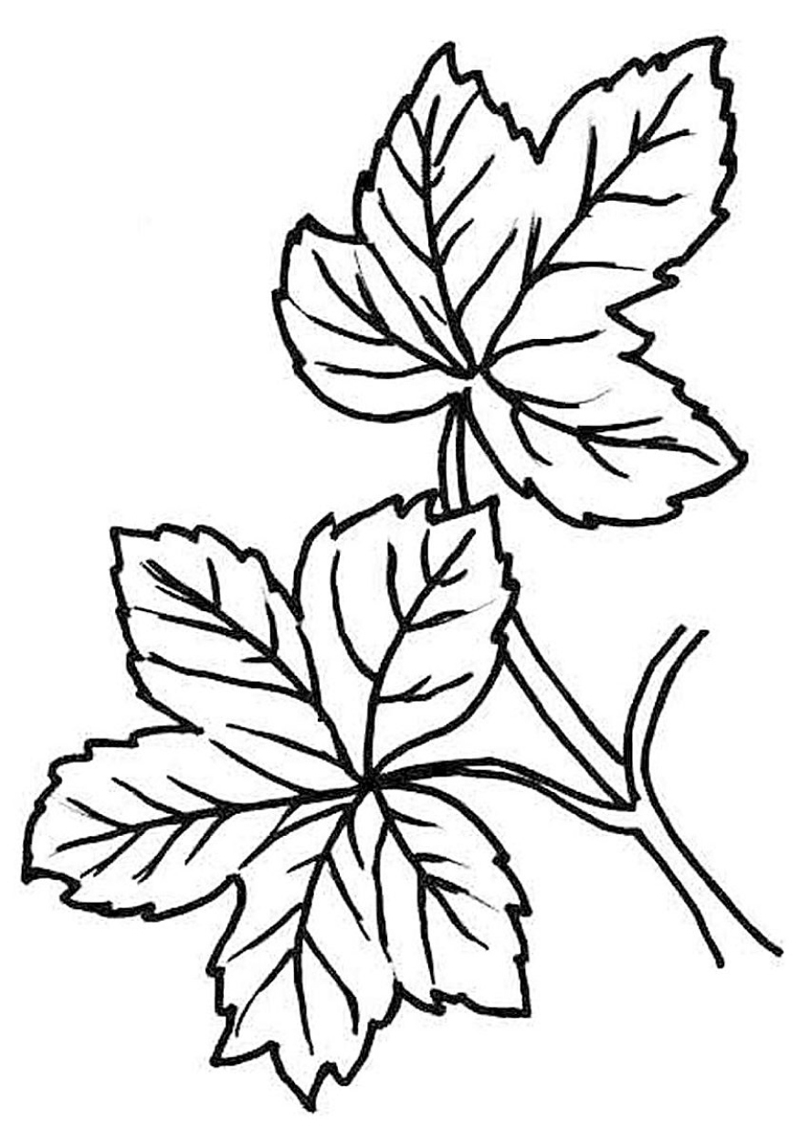 Coloring Pages of Leaves - Print