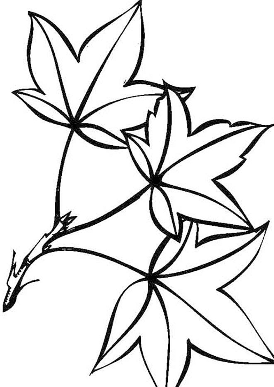Раскраски с тремя кленовыми листьями