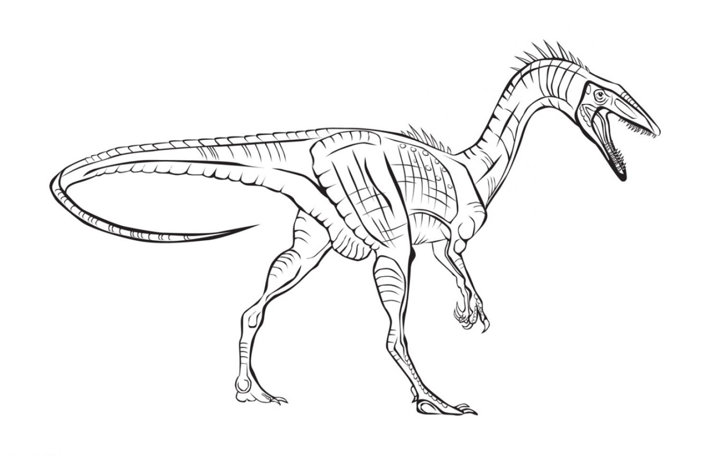 Раскраска динозавры распечатать. Динозавры / раскраска. Хищные динозавры раскраска. Спинозавр раскраска. Целофизис динозавр раскраска.