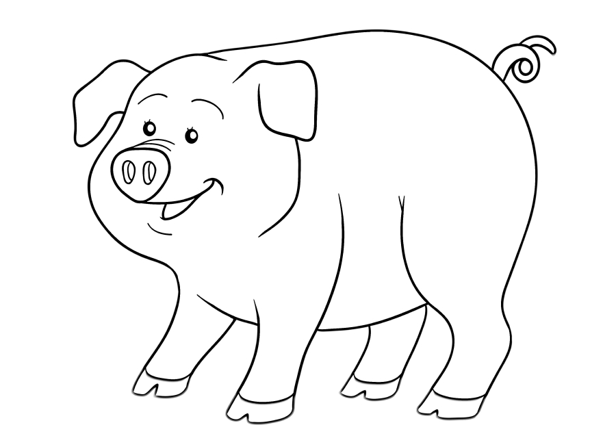 Funny pig