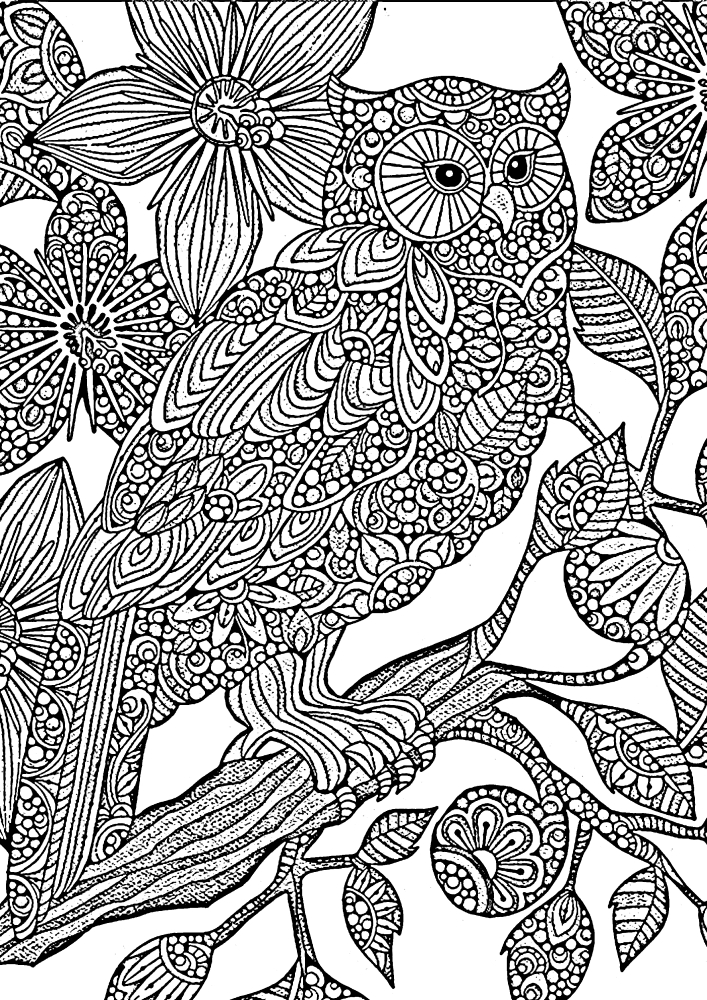 Owl of Patterns