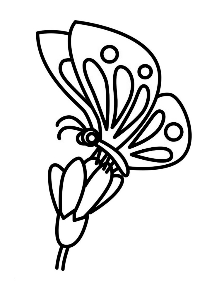 Coloriage papillon sur fleur