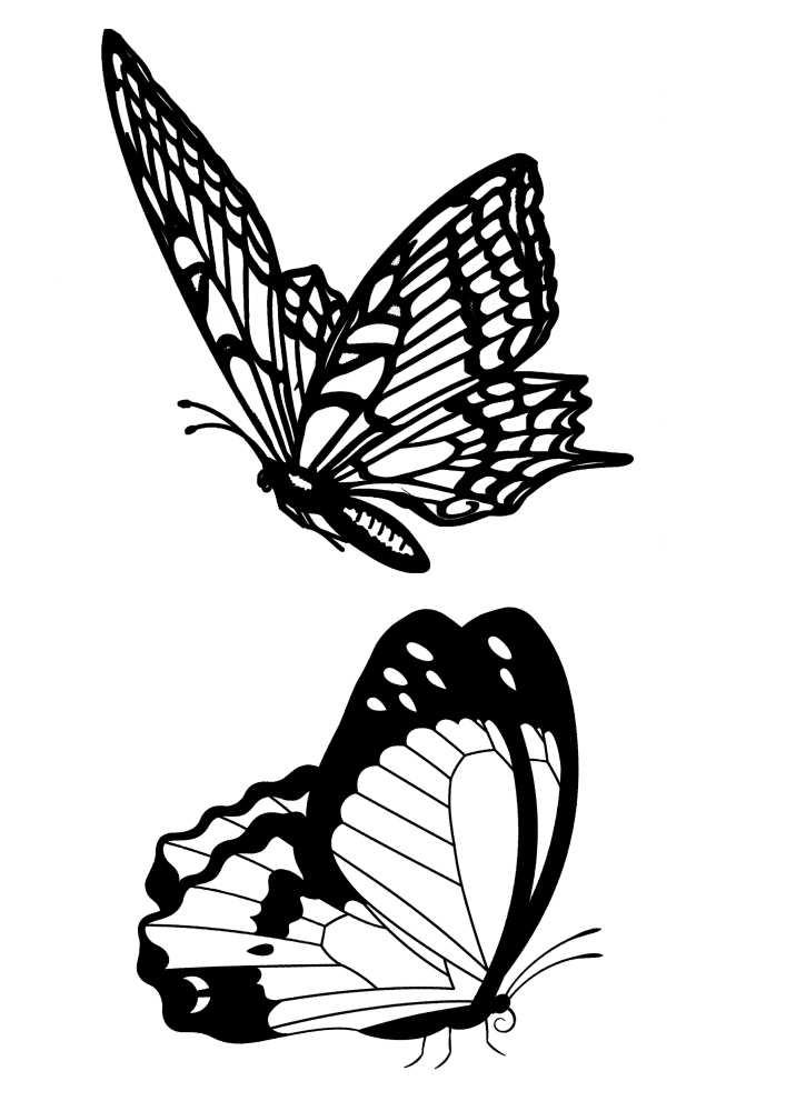 Две бабочки отдыхают в конце дня.