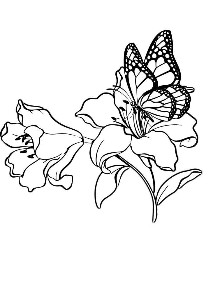 Mariposa sentada en una flor - colorear