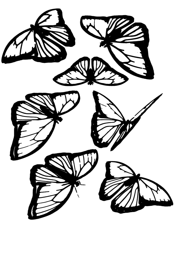 Different positions of the butterfly-posing for a picture.
