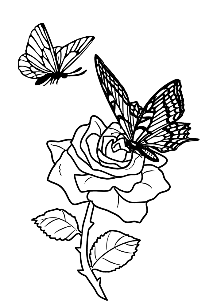 Papillon s'envolent vers la rose.