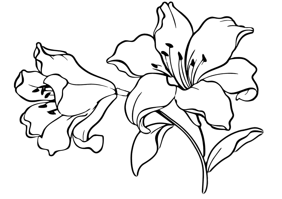 Beautiful flower-coloring book for girls