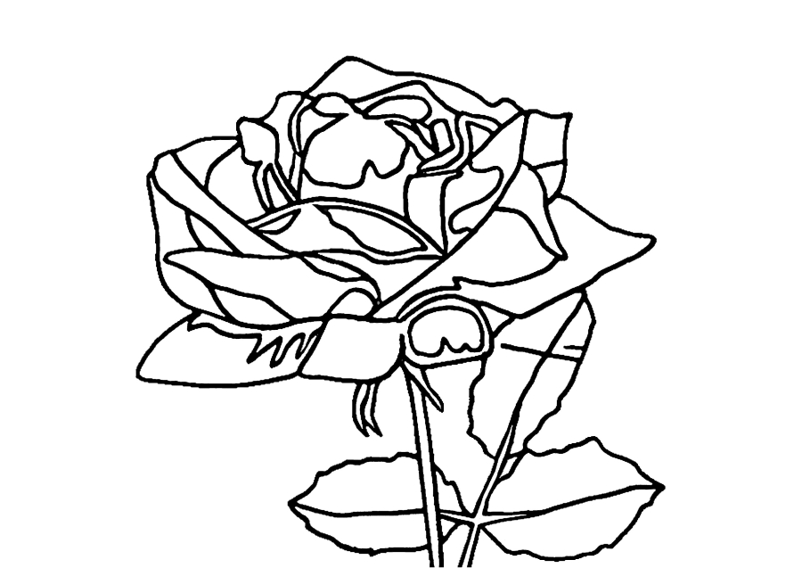 Роза - раскраска