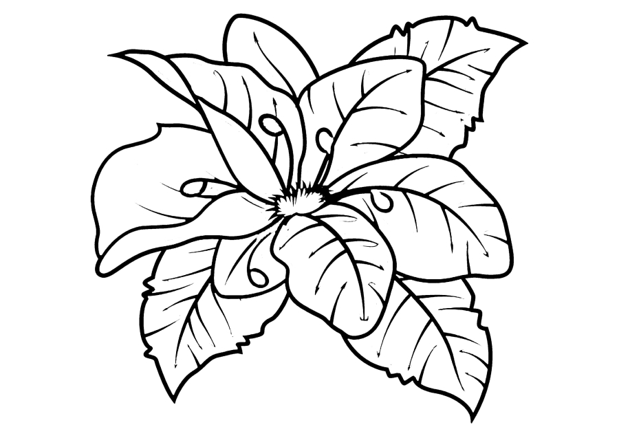 Coloring of a flower without a stem