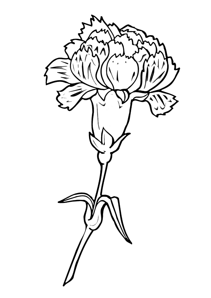 Beautiful flower-coloring book for girls