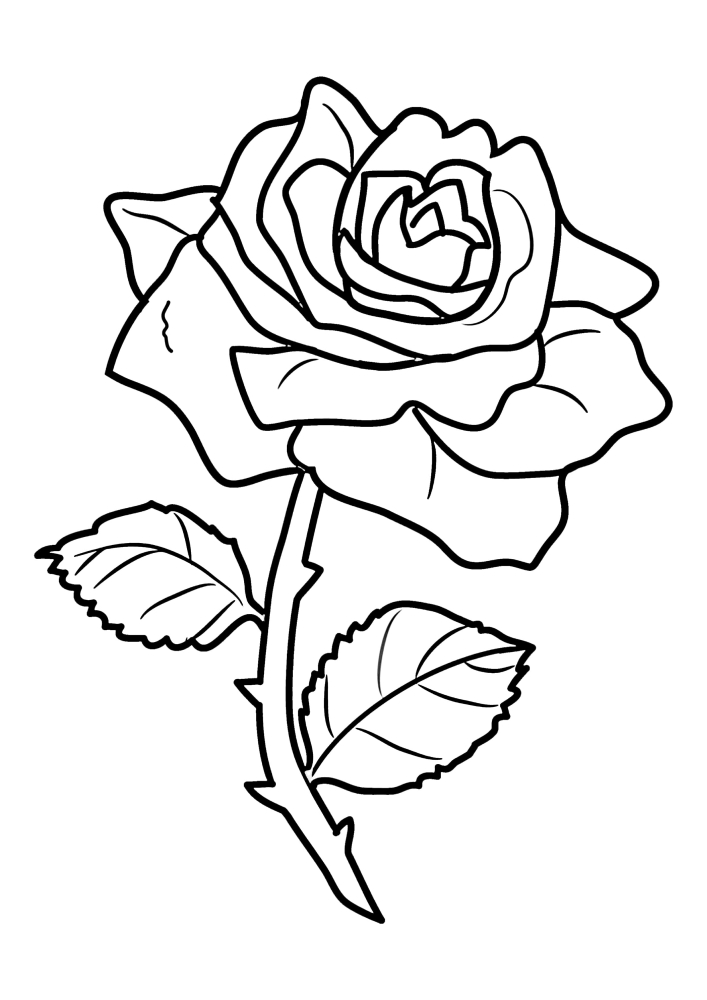 Uma rosa solitária