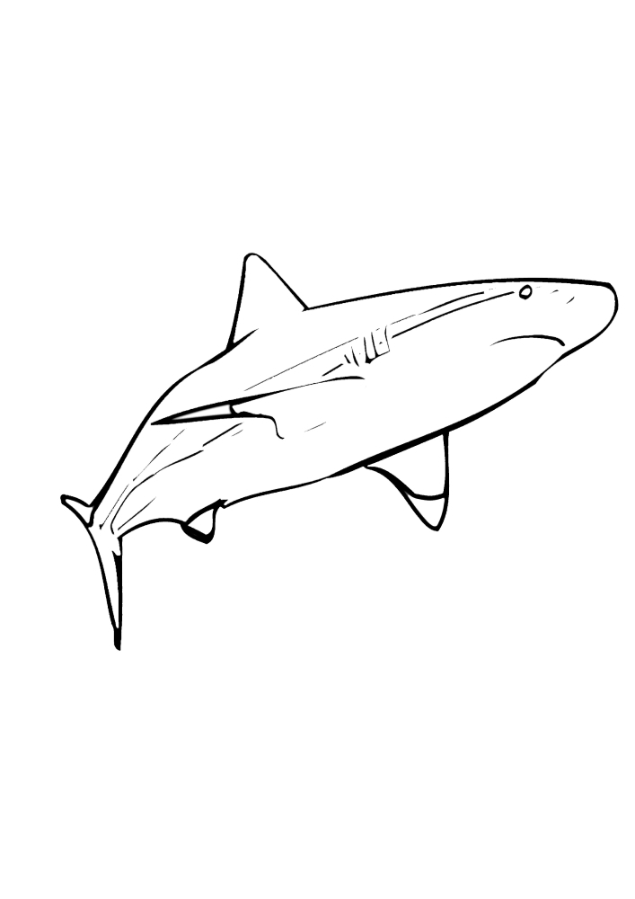 Акула - раскраска
