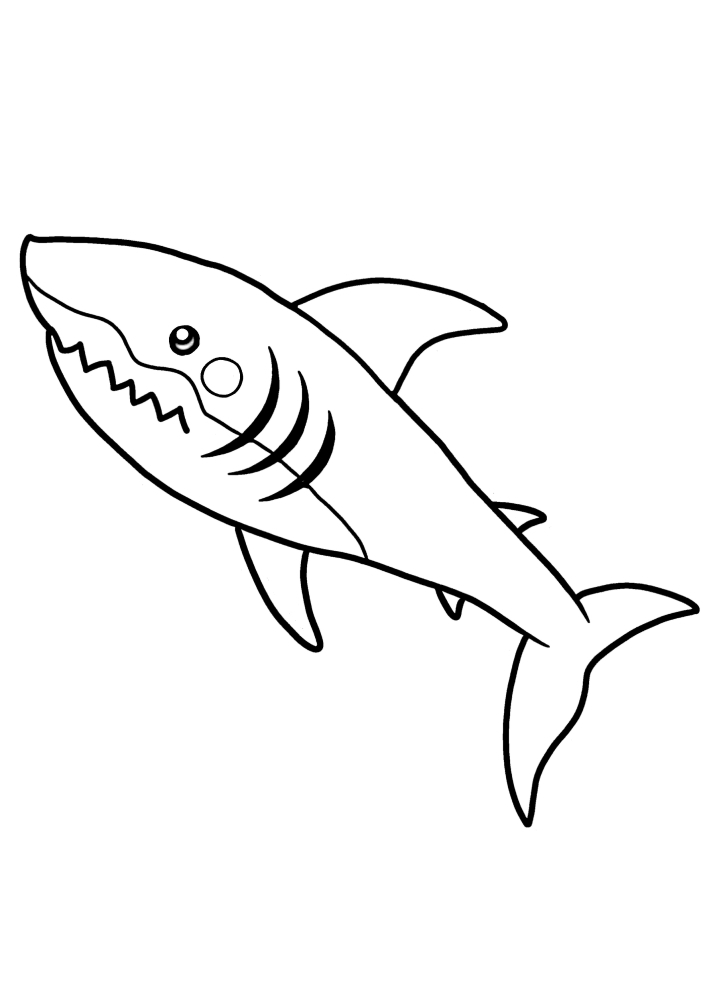 Tubarão chateado