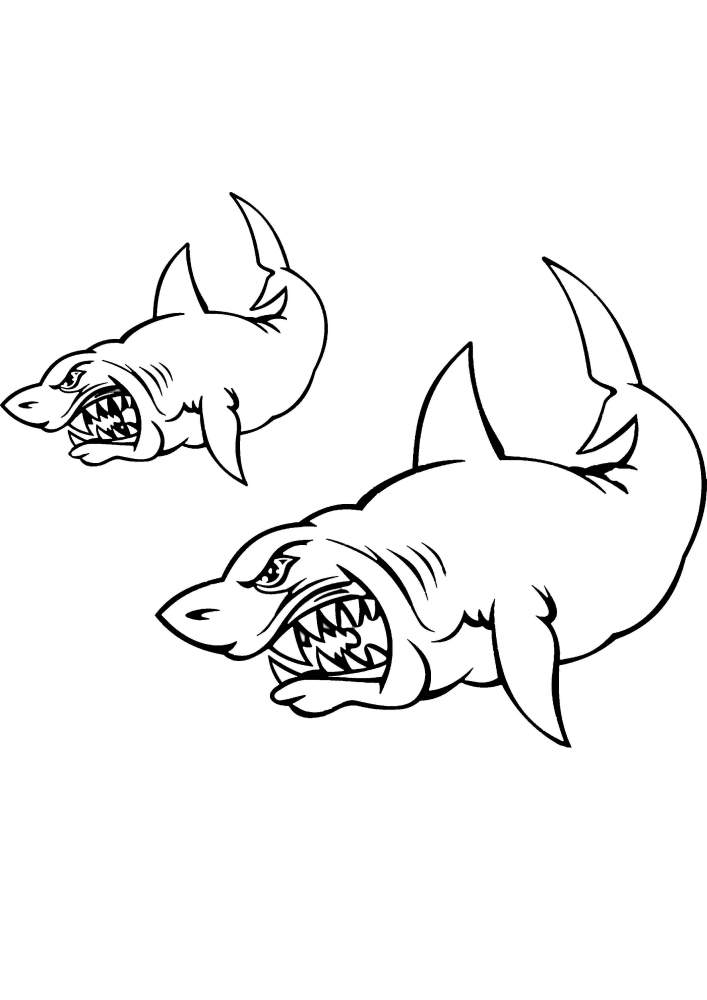 Deux images d'un requin