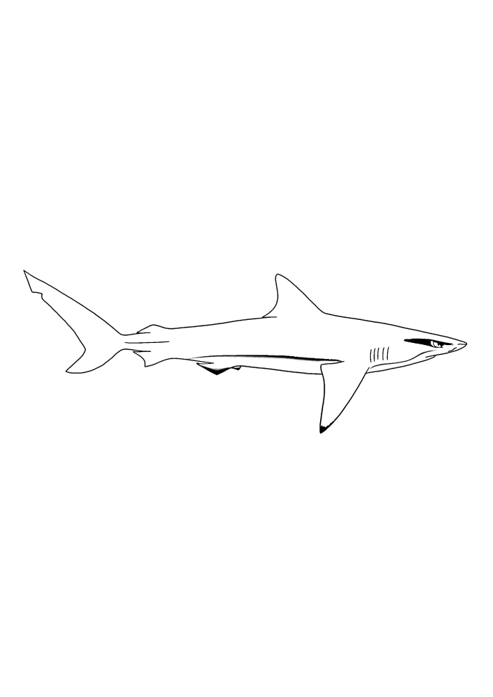 Tiburón fresco-imagen en blanco y negro