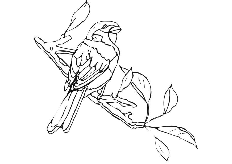 Hoopoe bird on a twig