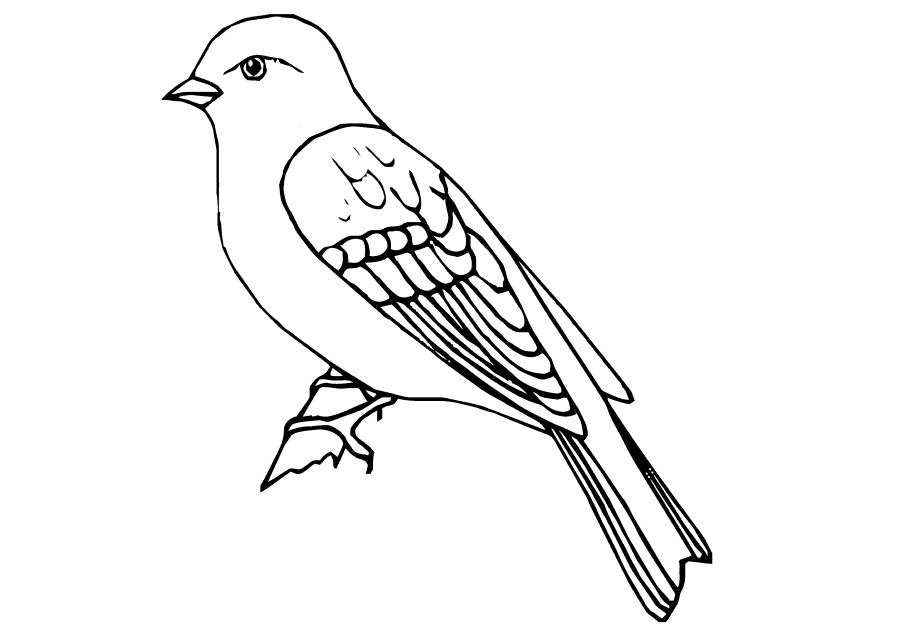 Pássaro sentado em um galho e outros animais