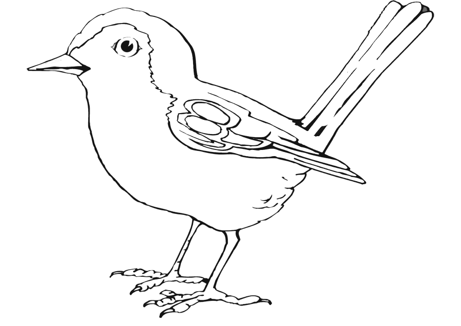 Sitting Sparrow-coloring book for kids