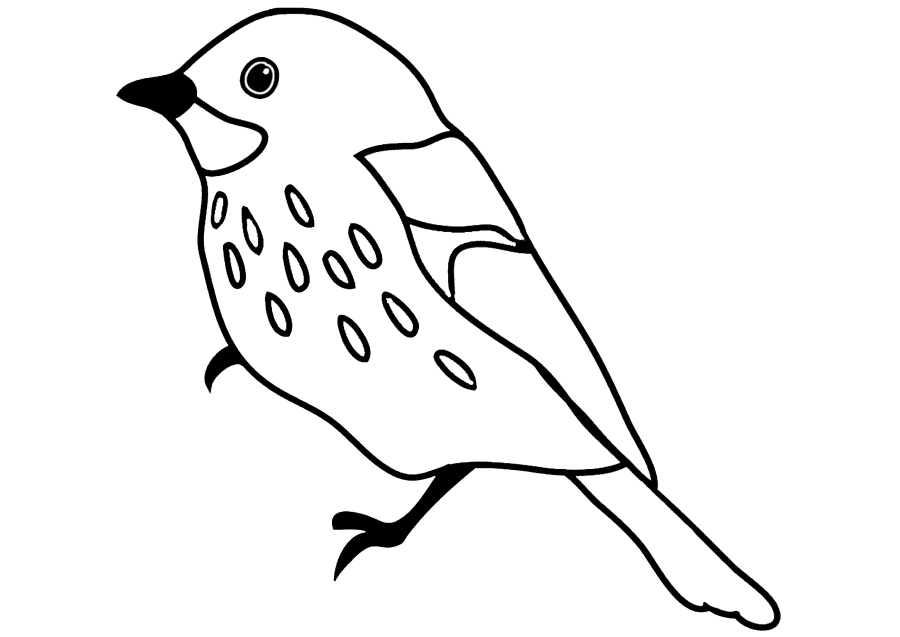 Australischer Vogel