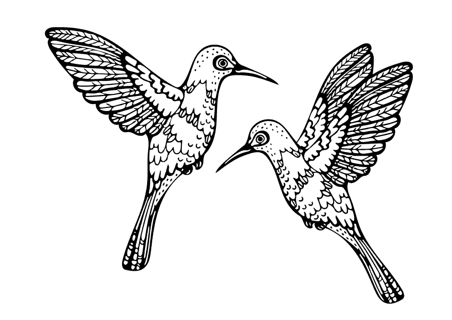 Two hummingbird birds