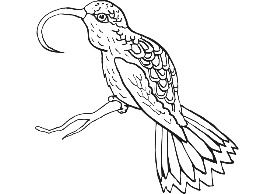 Happy bird - coloring book for kids