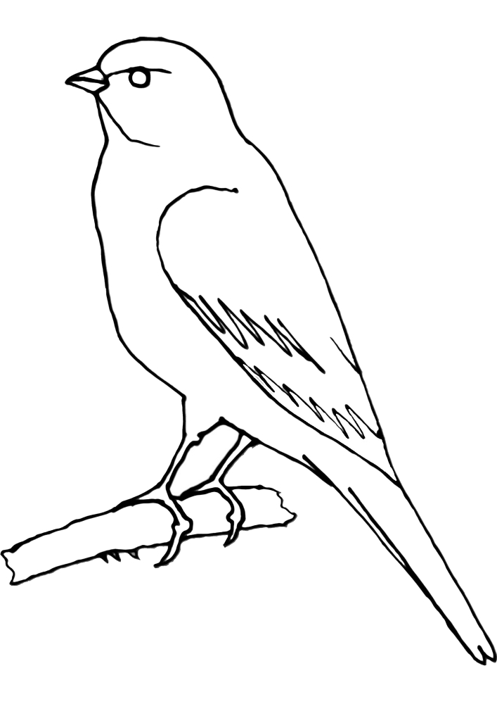 Раскраска попугая