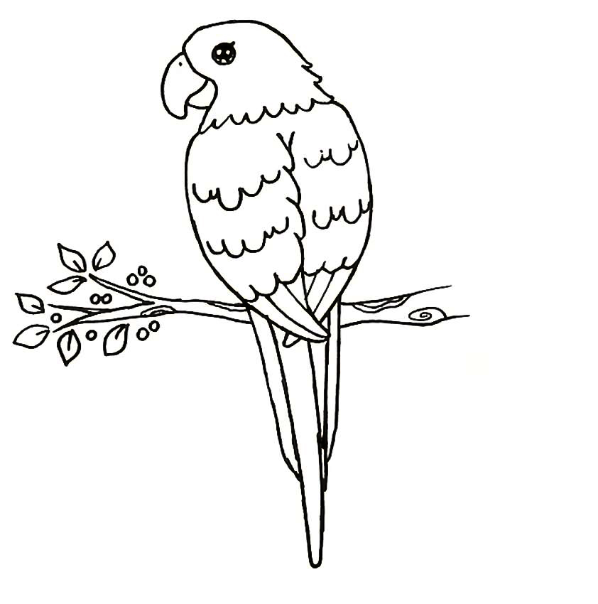 Coloring page Birds Parrot for children