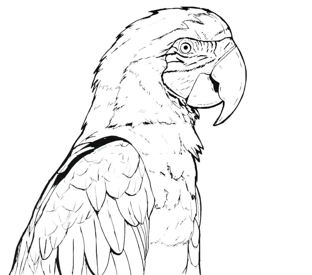 Раскраски Птицы Детализированный рисунок попугая Распечатать
