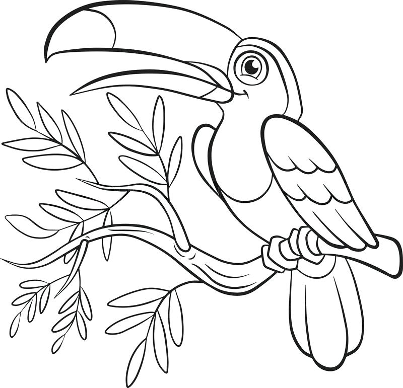 Ausmalbild Vögel Tukan auf einem Ast