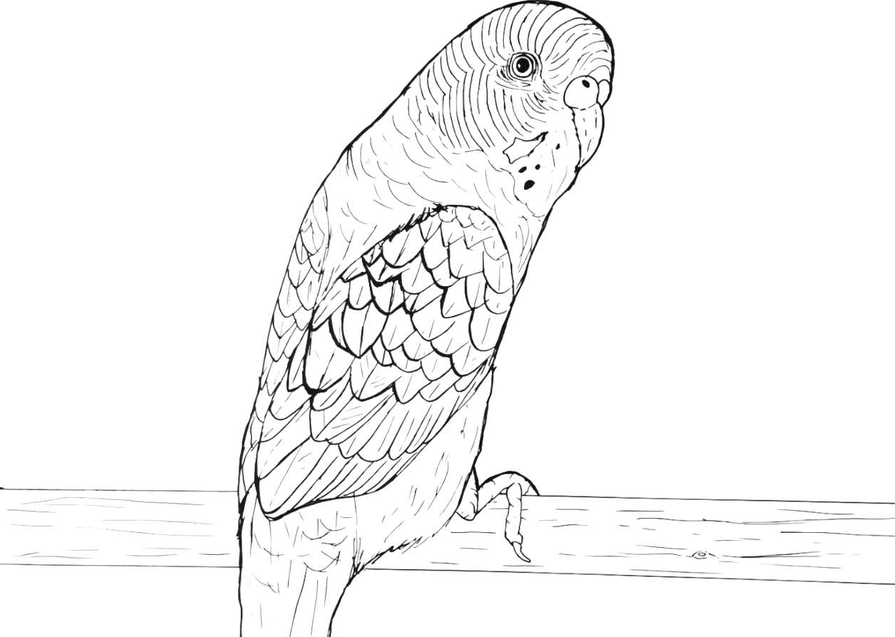 Ausmalbild Vögel Papagei - detaillierte Zeichnung