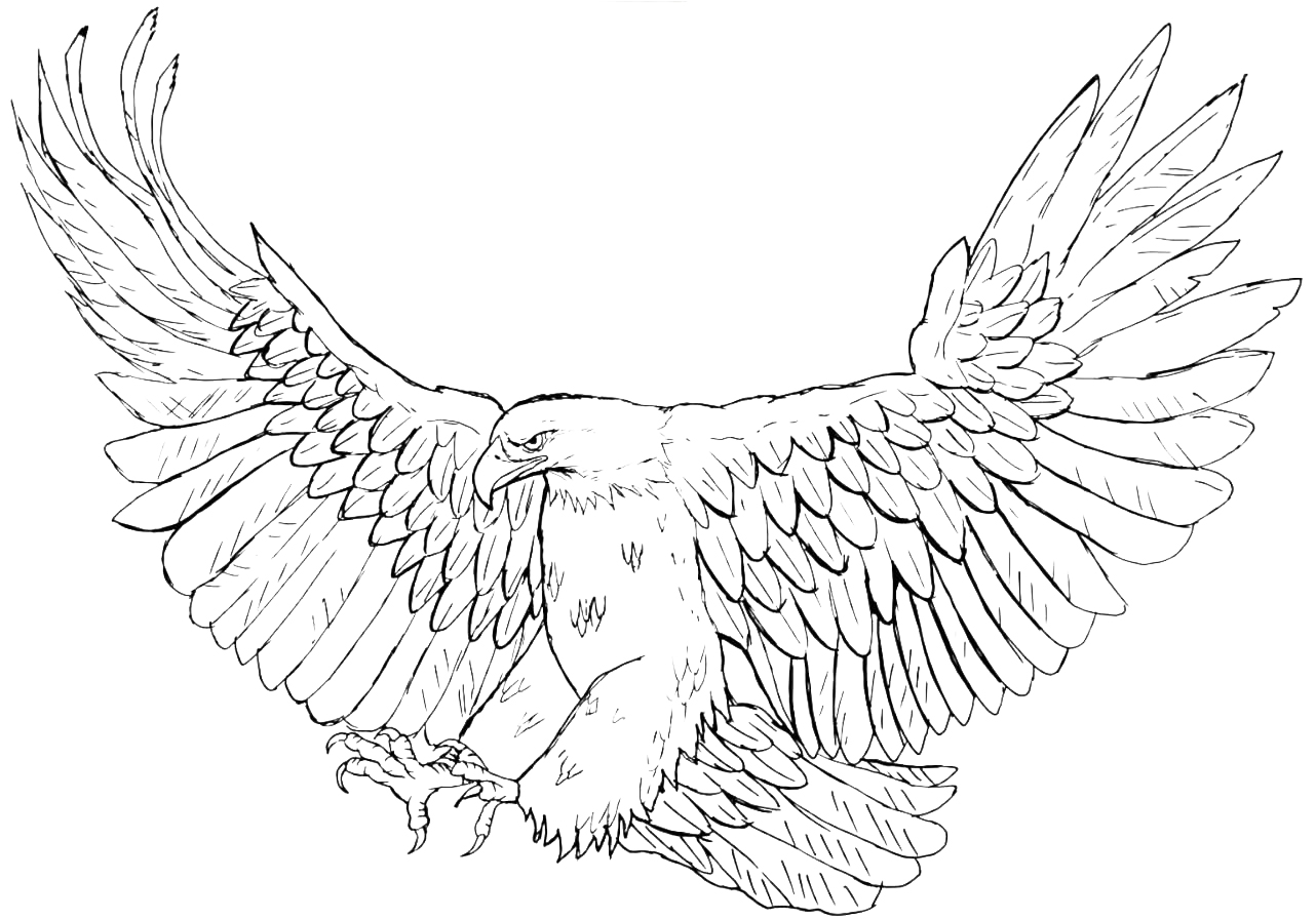Coloring Pages Birds   Printable