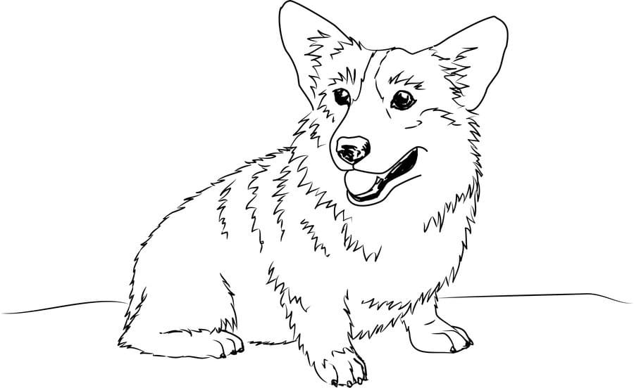 Coloring page Corgi The Corgi dog is waiting for the owner