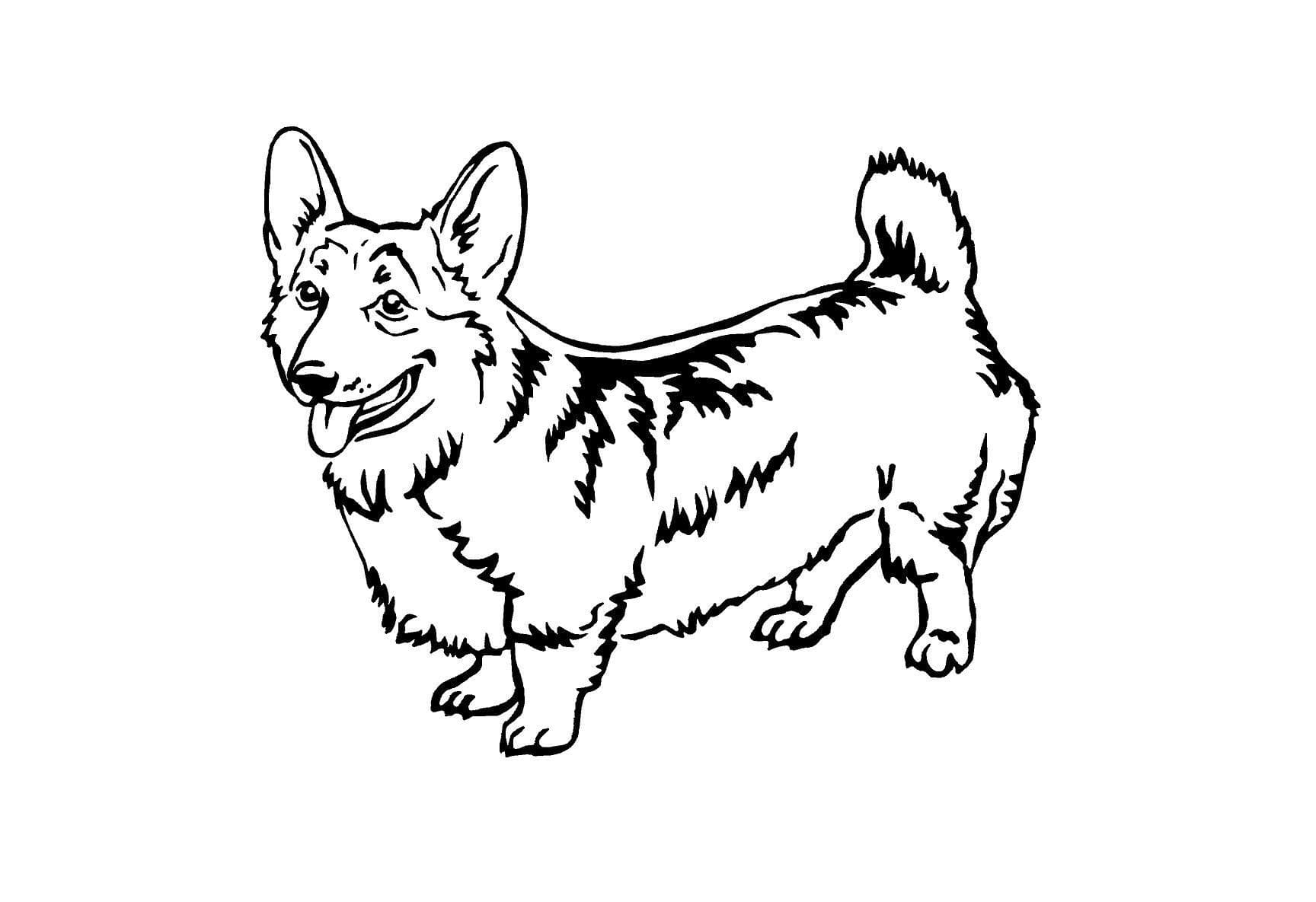 Ausmalbild Corgi Doggy Corgi