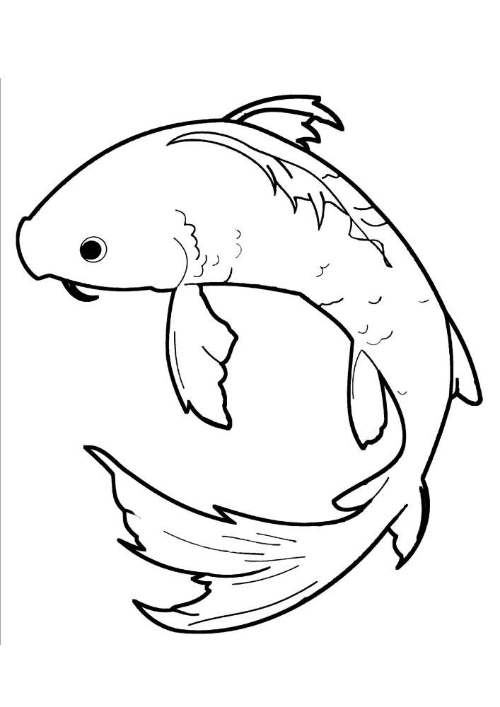Carpa Koi-Peixe criado a partir da subespécie de Amur