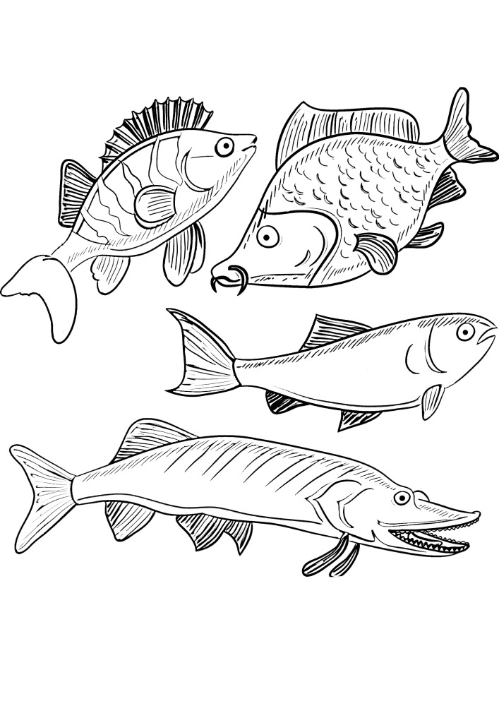 Quatro peixes-eles podem receber qualquer cor