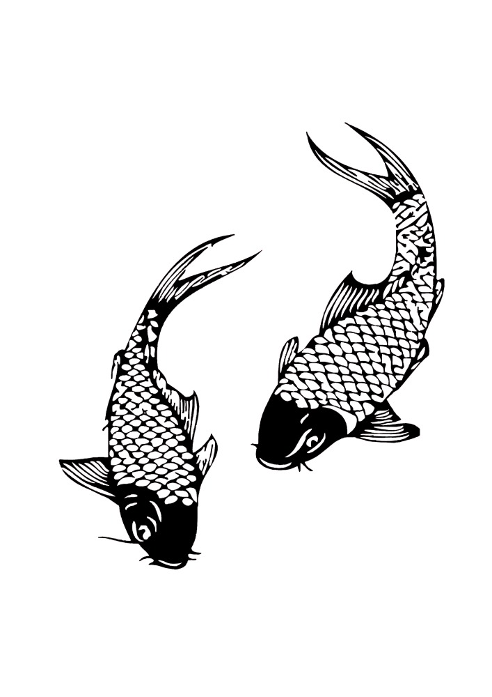 La carpa Koi es un pez de la subespecie de Amur
