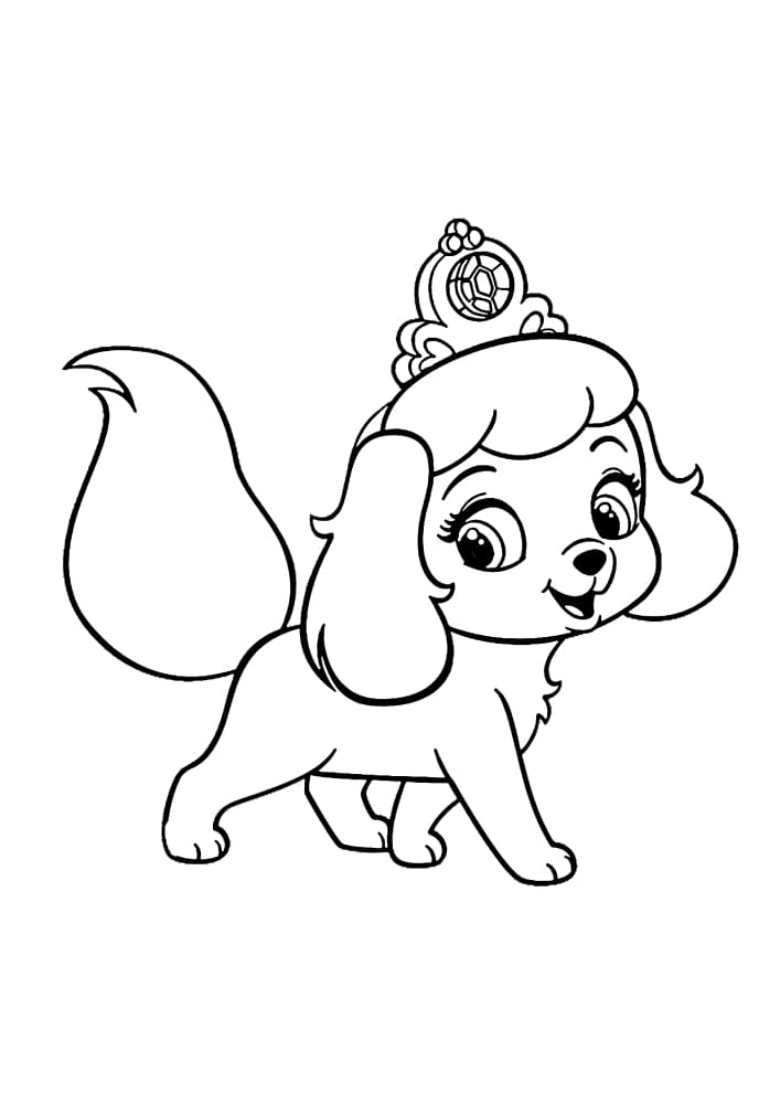Little princess dog