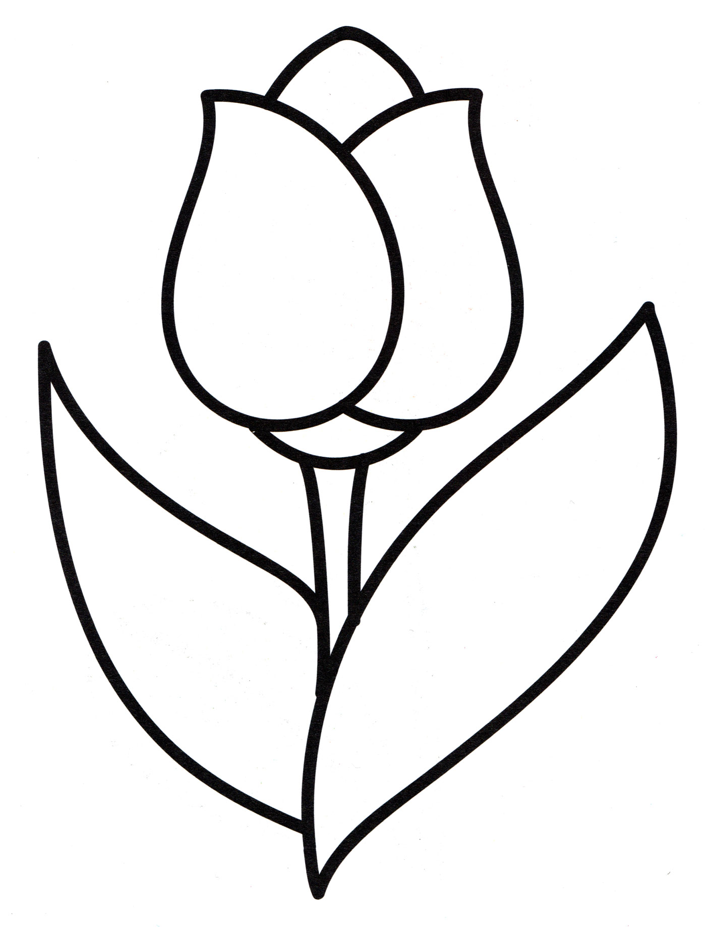Ausmalbild Tulpen Tulpe für Kinder