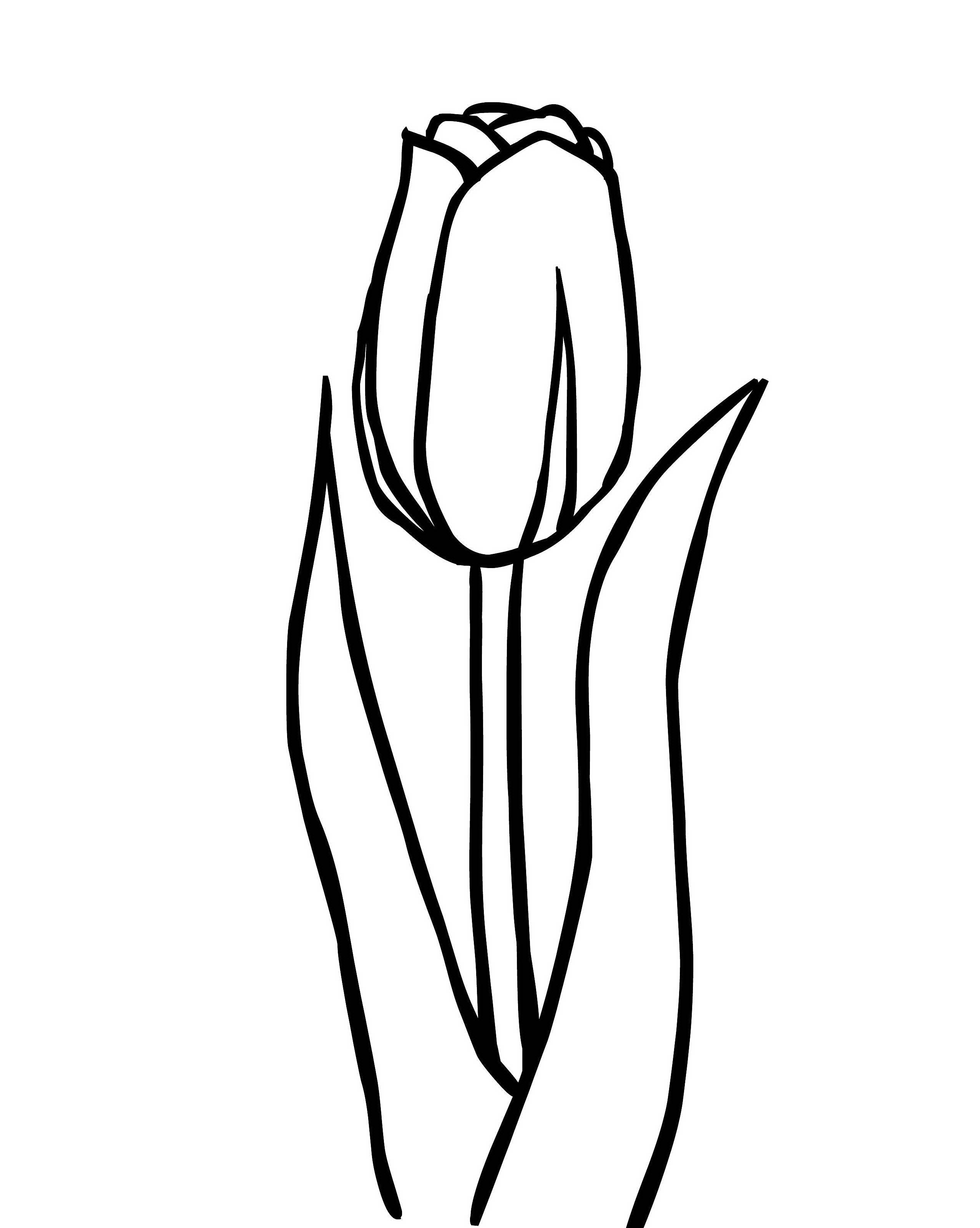 Coloring page Tulips Drawing of a tulip