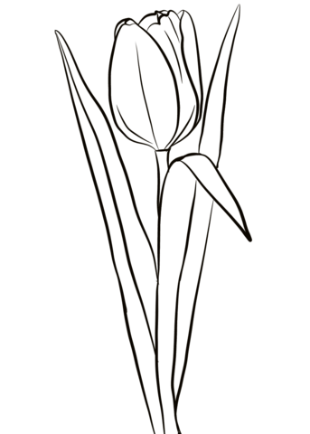 Coloring page Tulips Tulip for grandma