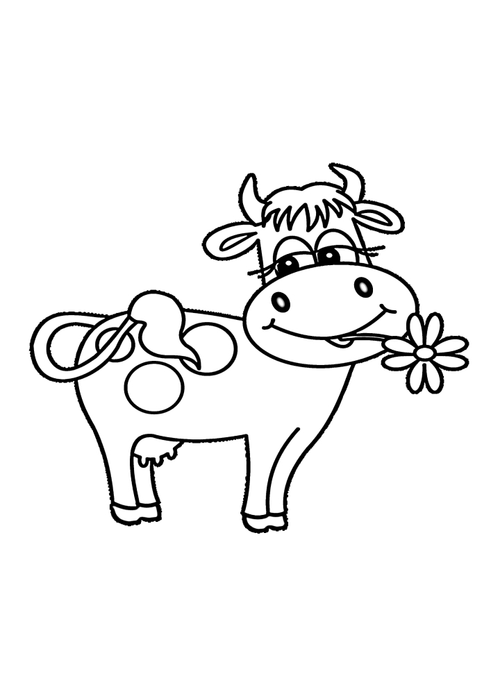 The cow holds a daisy in her mouth and looks at her beautiful tail