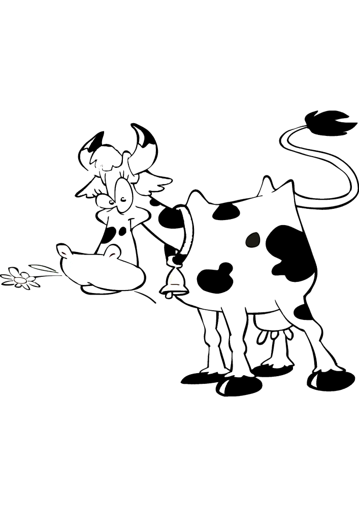 Uma vaca mastiga uma flor