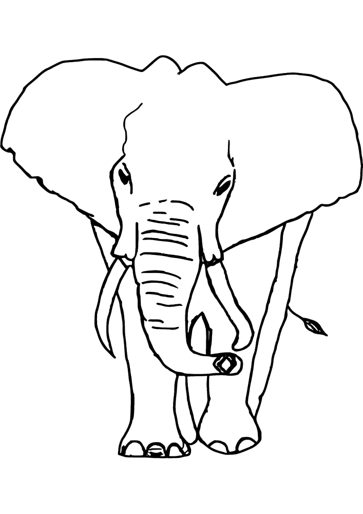 Realistic elephant coloring book