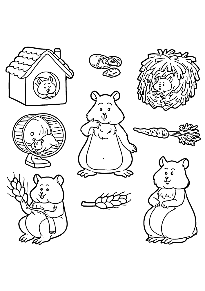 Hamster in different poses - big coloring book