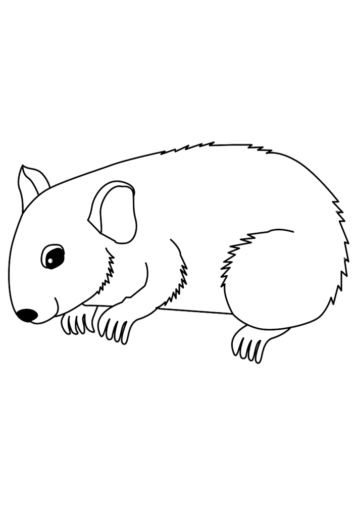 Hamster - side view