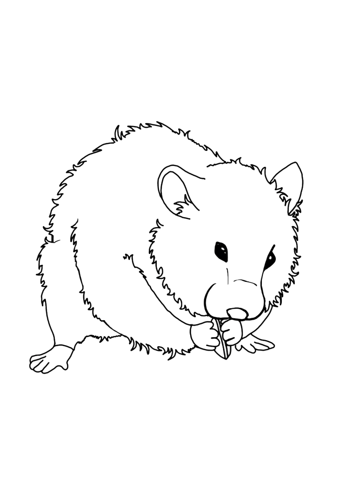 Realistic hamster coloring book