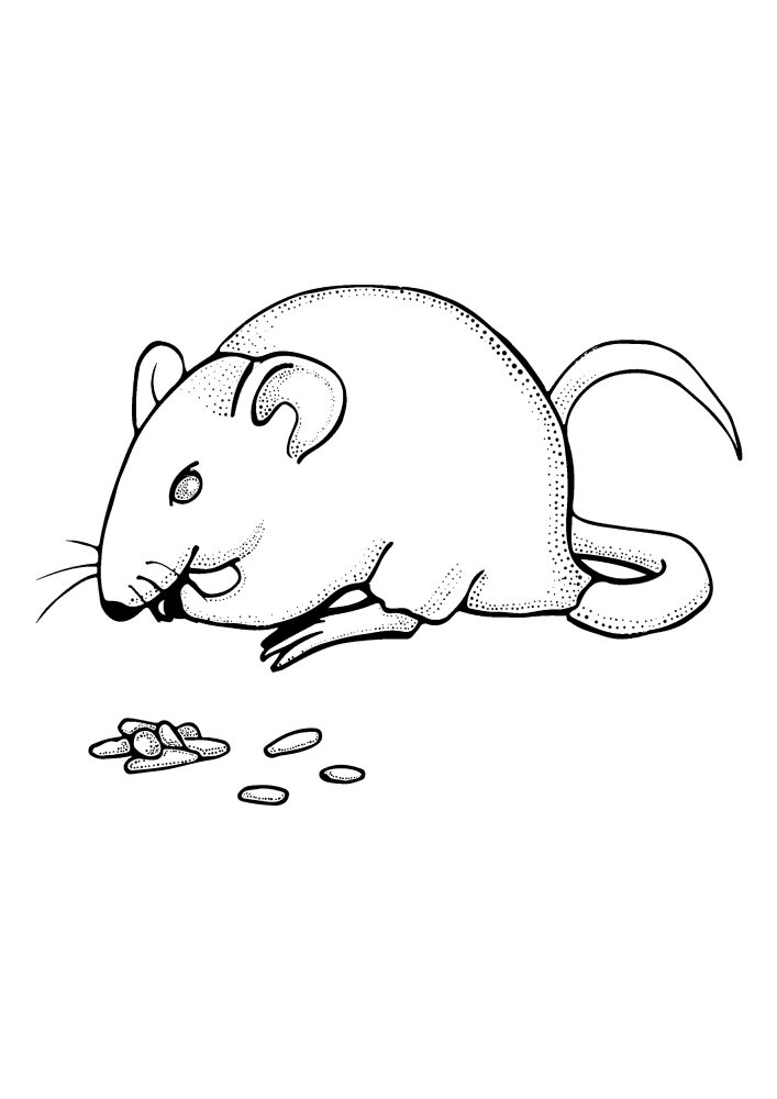 Ratos gostam de sementes